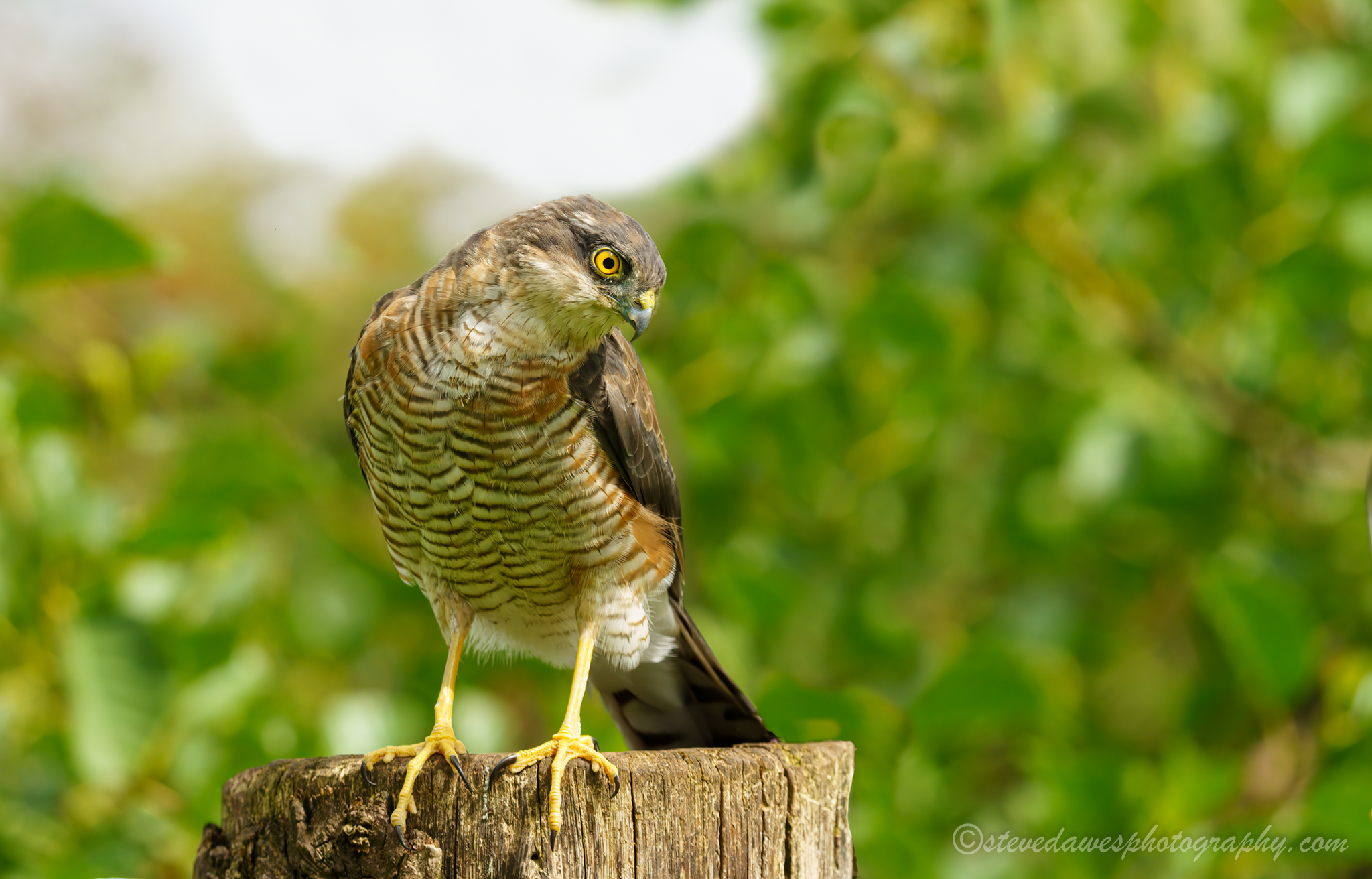 Male Sparrowhawk