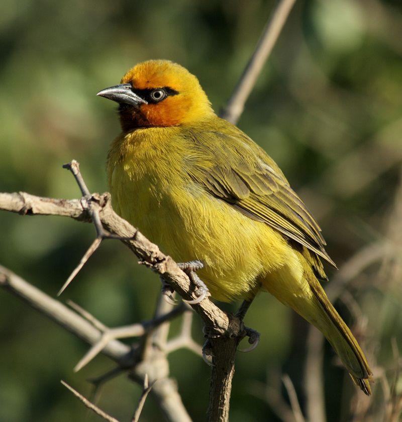 Male Spectacled Weaver