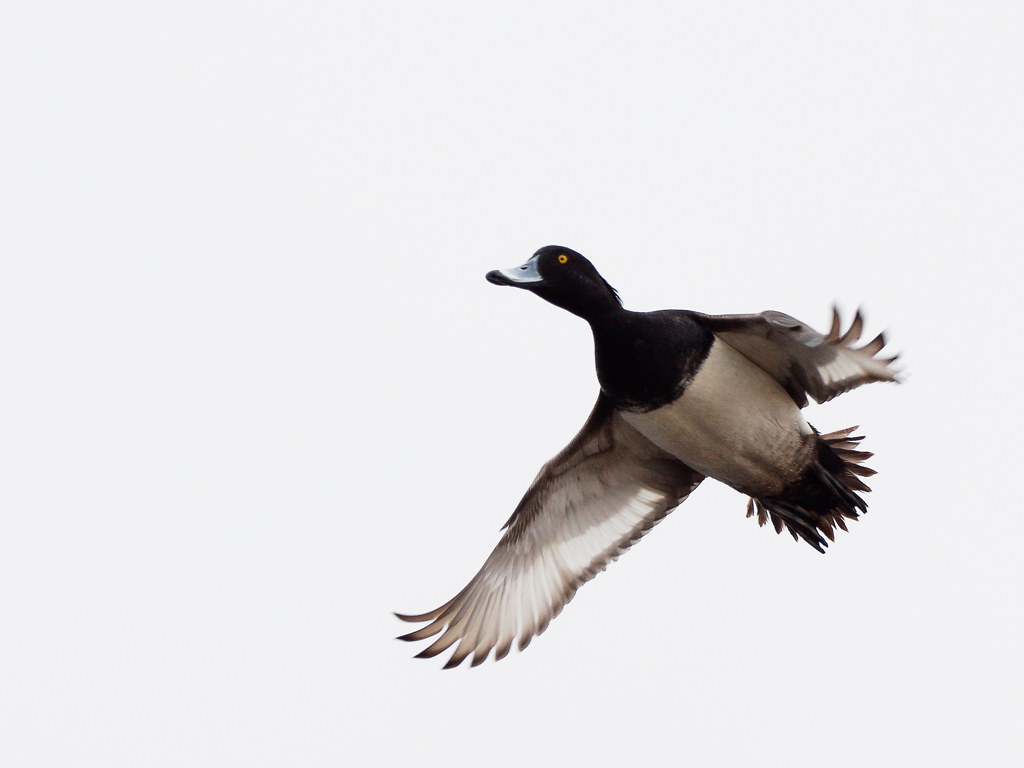 Male tufted duck in flight