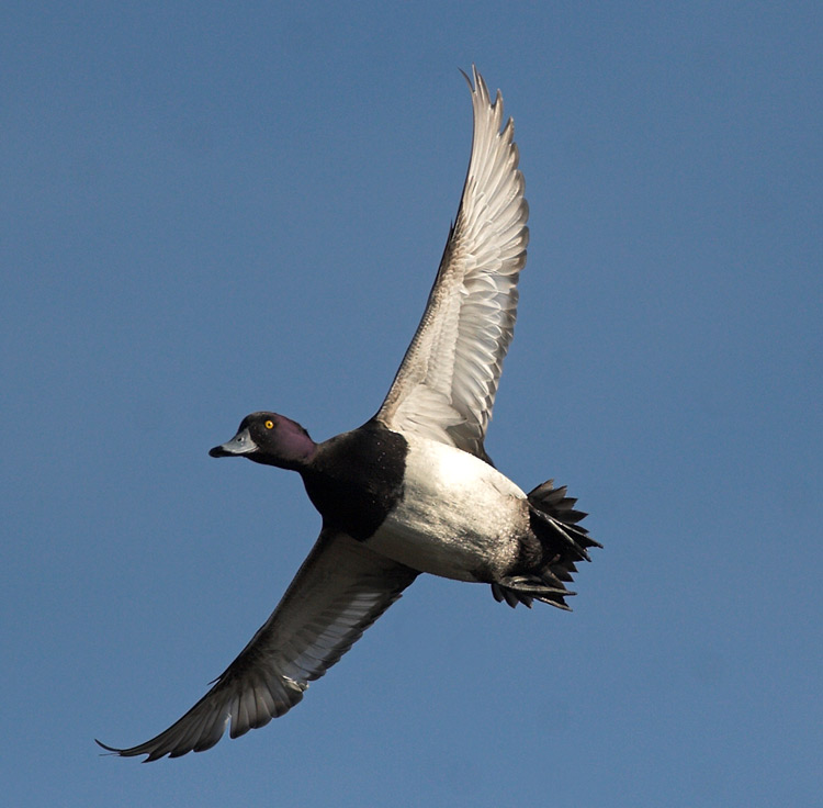 Male Tufted duck