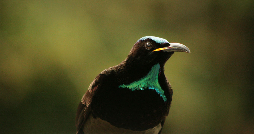 male victoria's riflebird