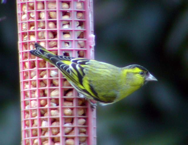 MaleSiskin