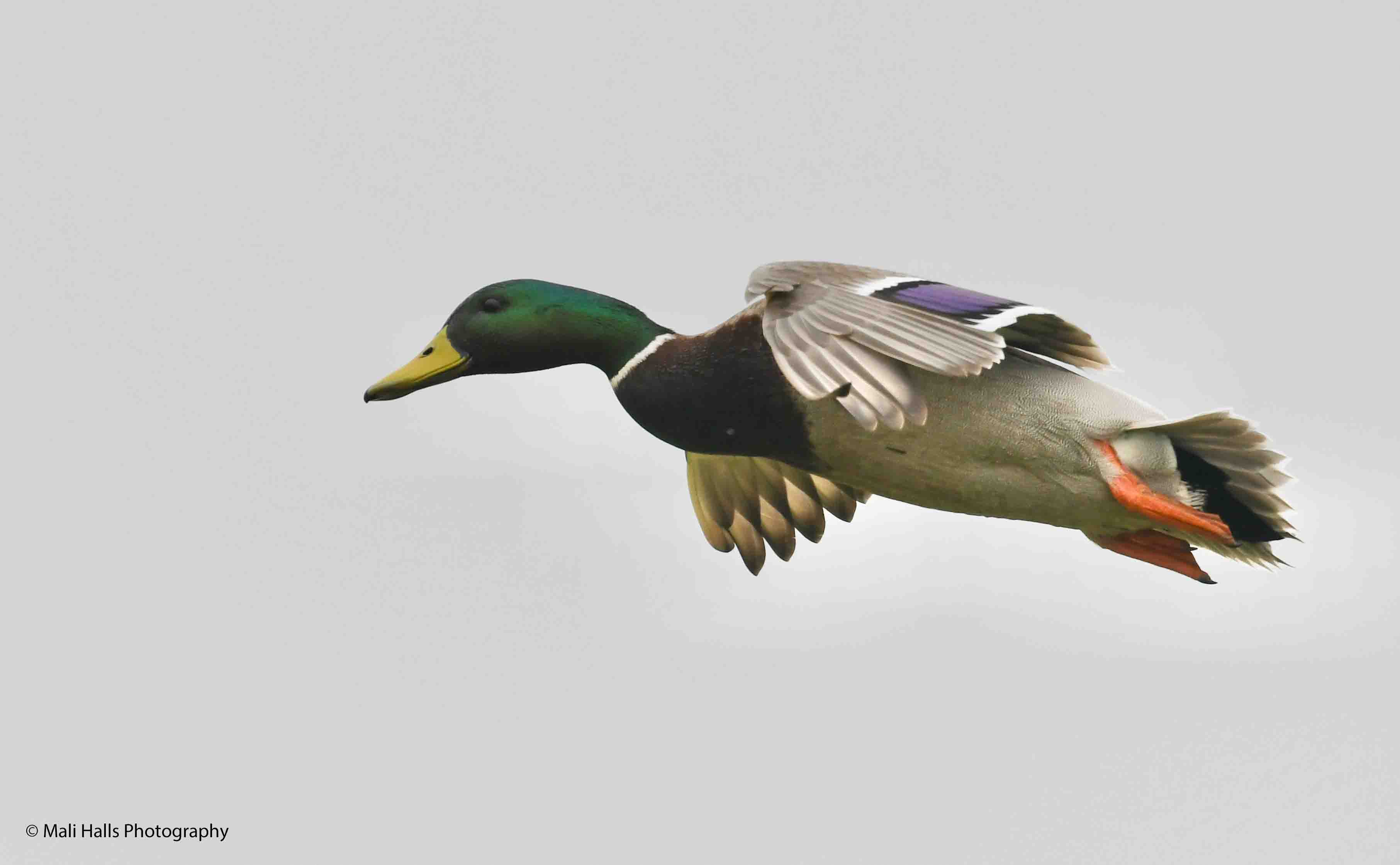 Mallard 0119.jpg