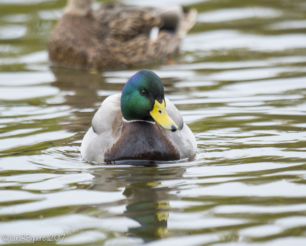 Mallard Adult male