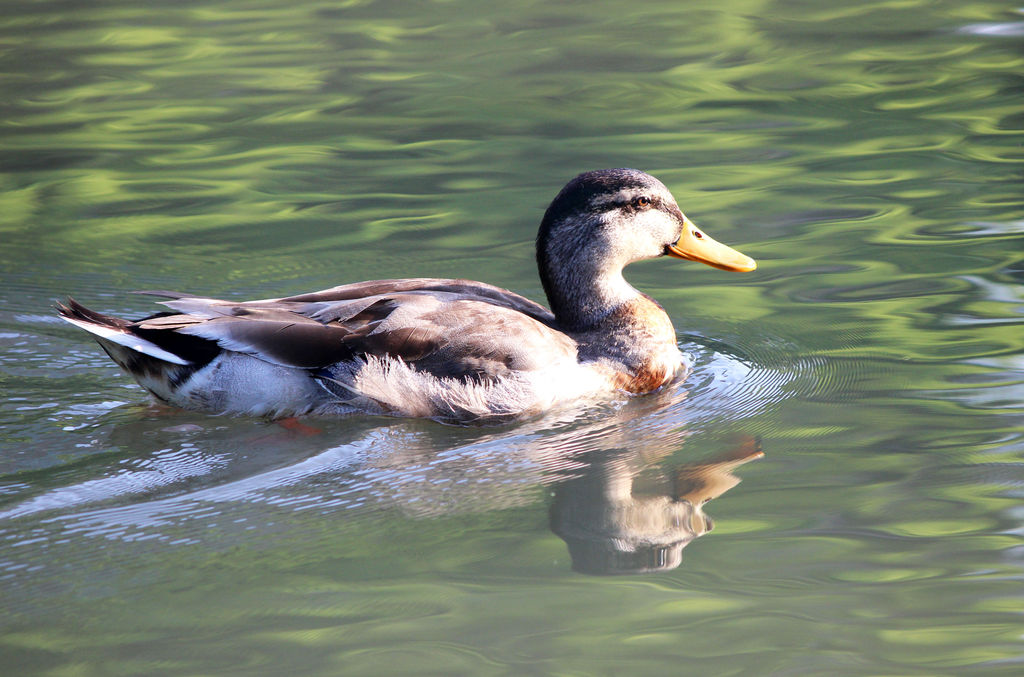 Mallard - Female