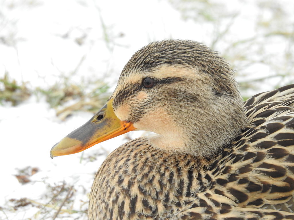 Mallard (female)