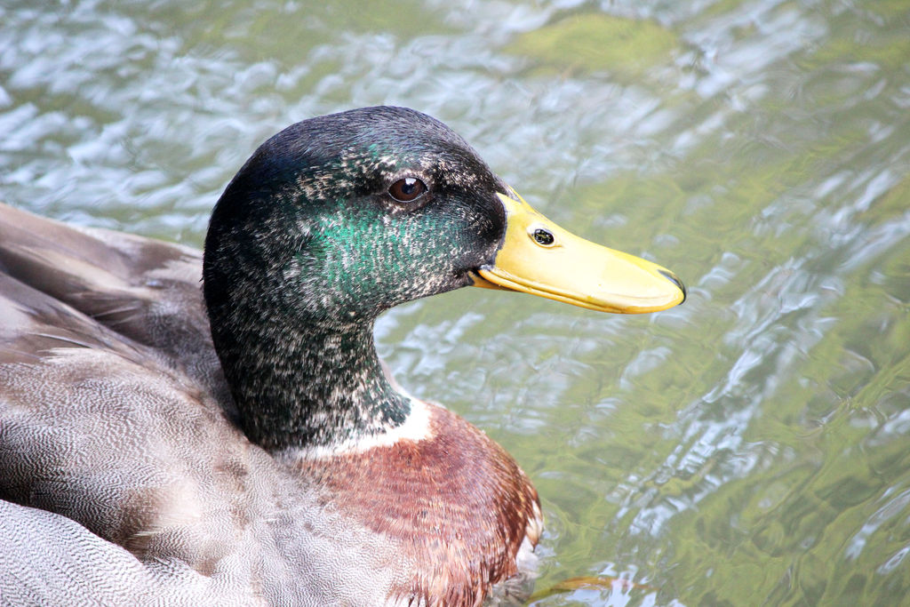 Mallard - Male