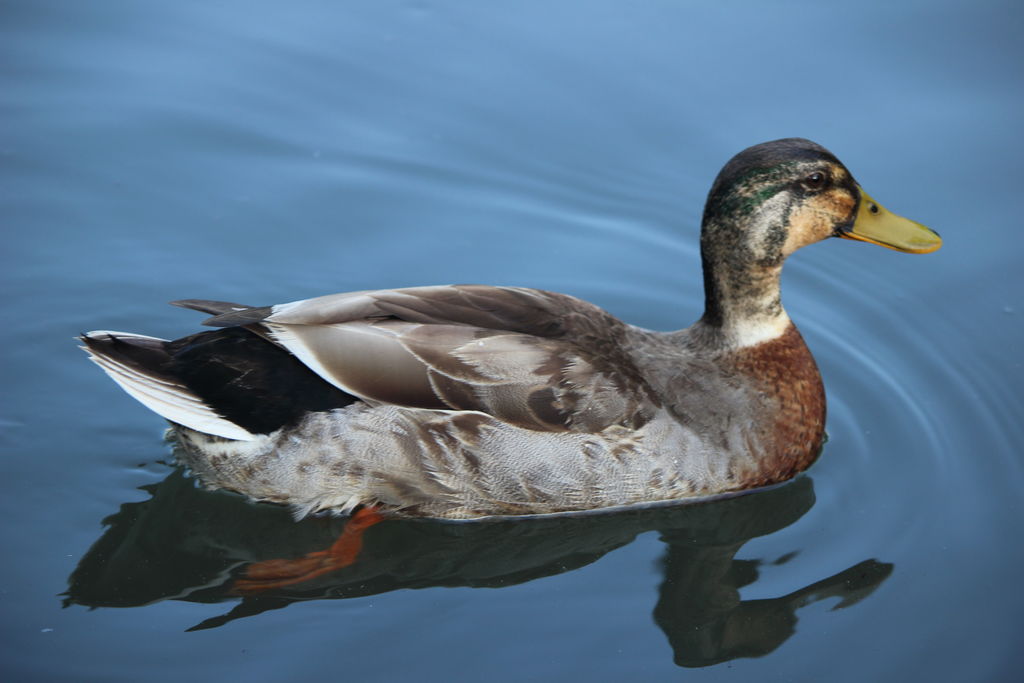 Mallard - Male