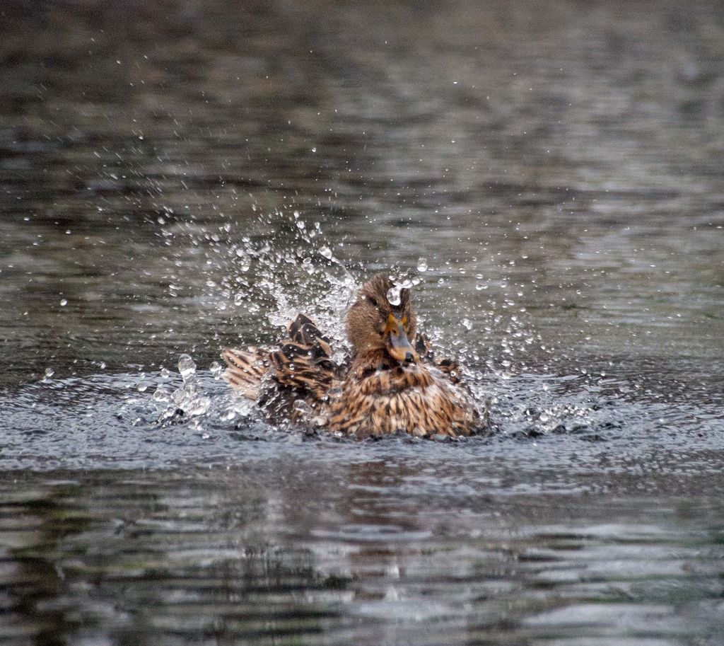 Mallard, Newcastle.