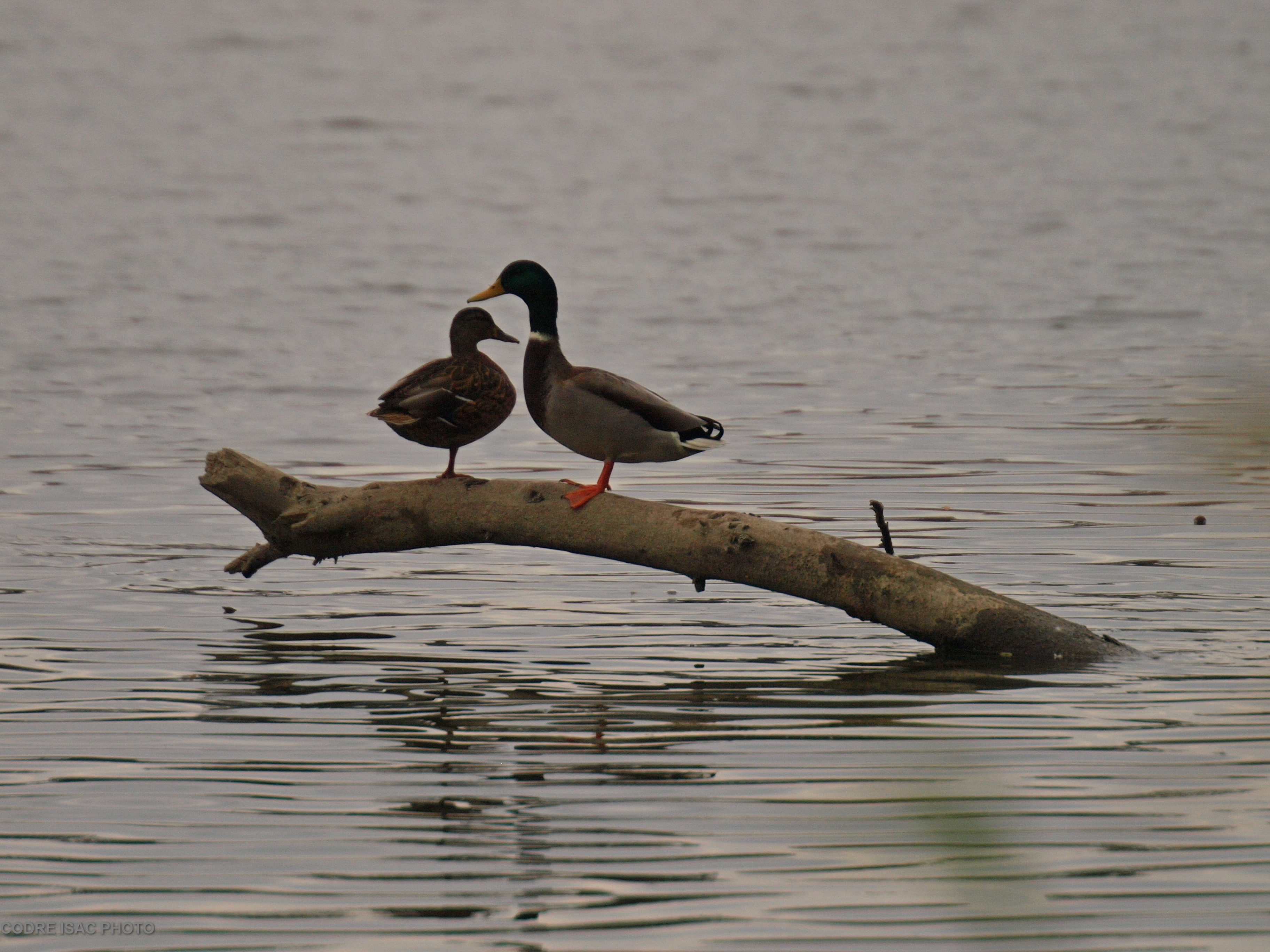 mallard pair lovers