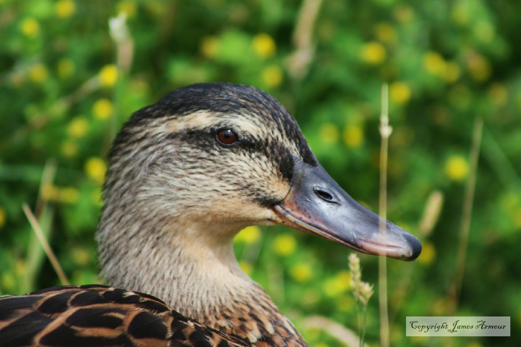 Mallard Portrait