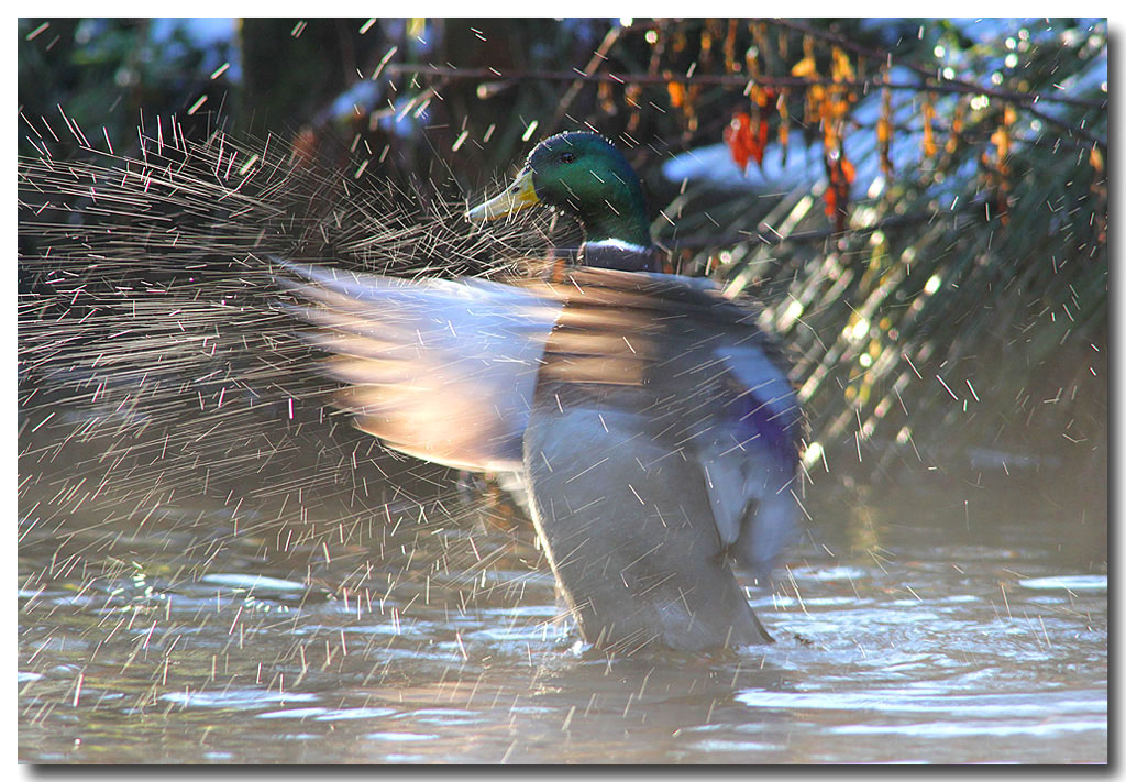 Mallard splash