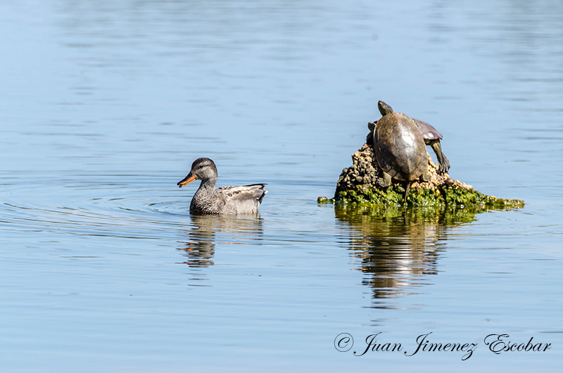 Mallard with Frog