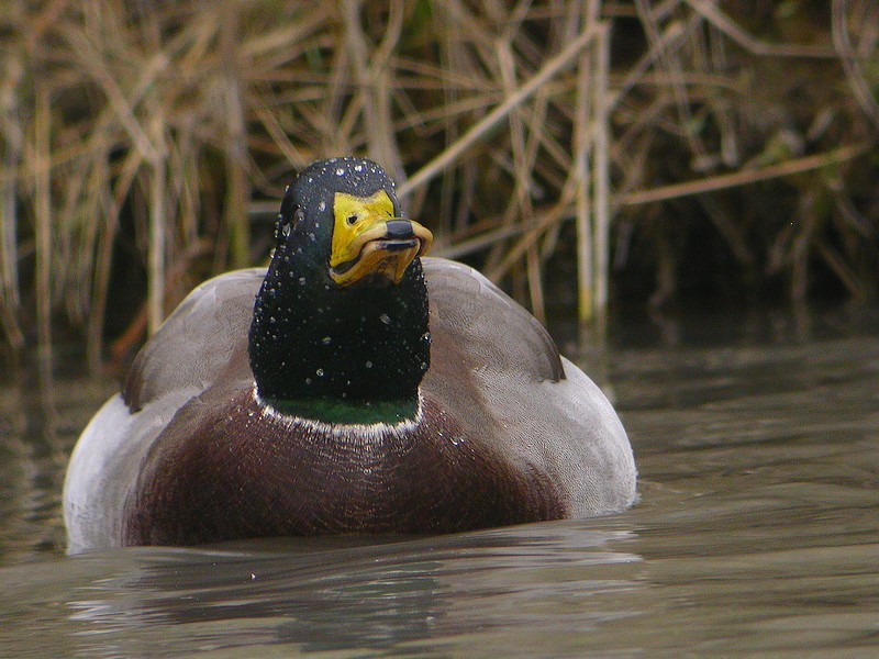 Mallard