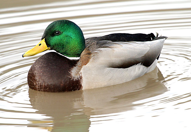 Mallard