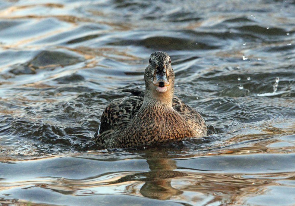 mallard