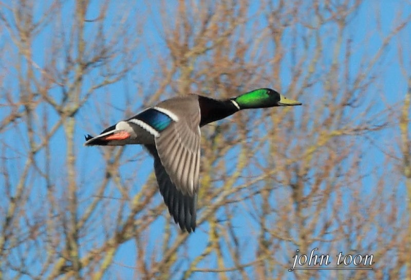 mallard