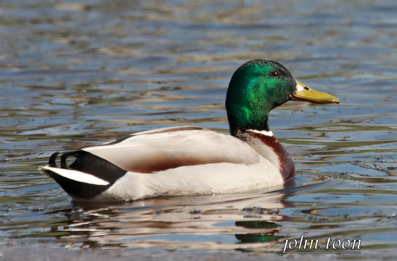 mallard