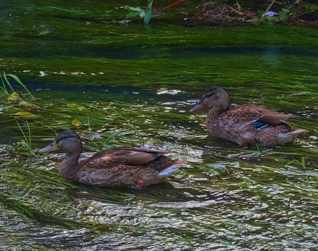 Mallards