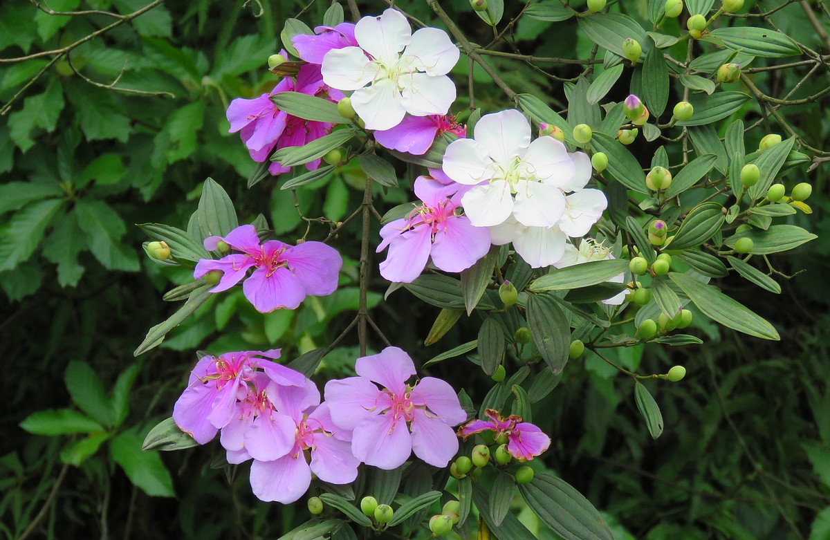 MANACÁ (Tibouchina mutabilis).JPG