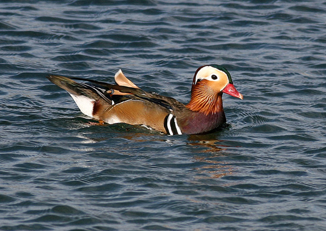 Mandarin Drake