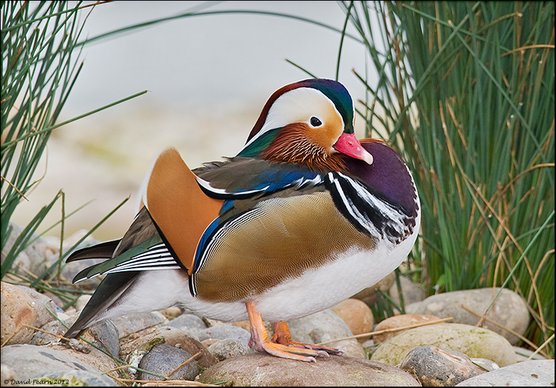 Mandarin Duck