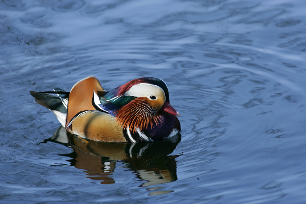 Mandarin Duck