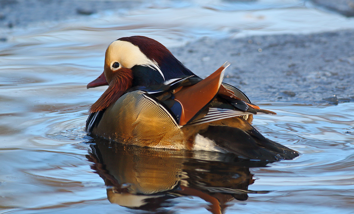 Mandarin duck