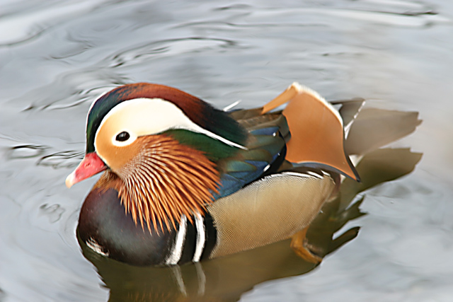 mandarin