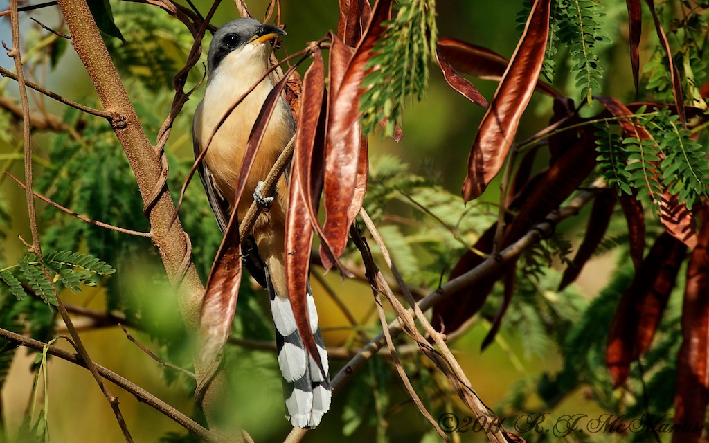 Mangrove Cuckoo