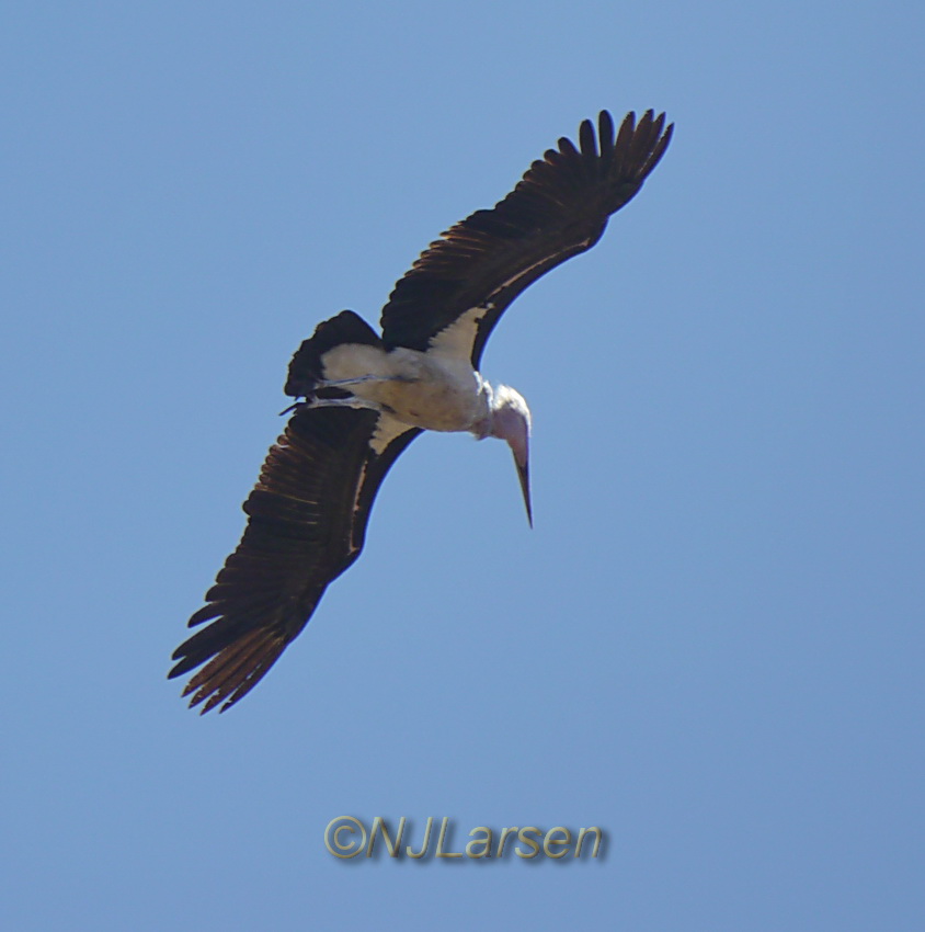Marabou Stork in flight