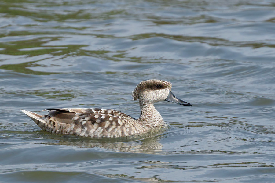 Marbled Duck