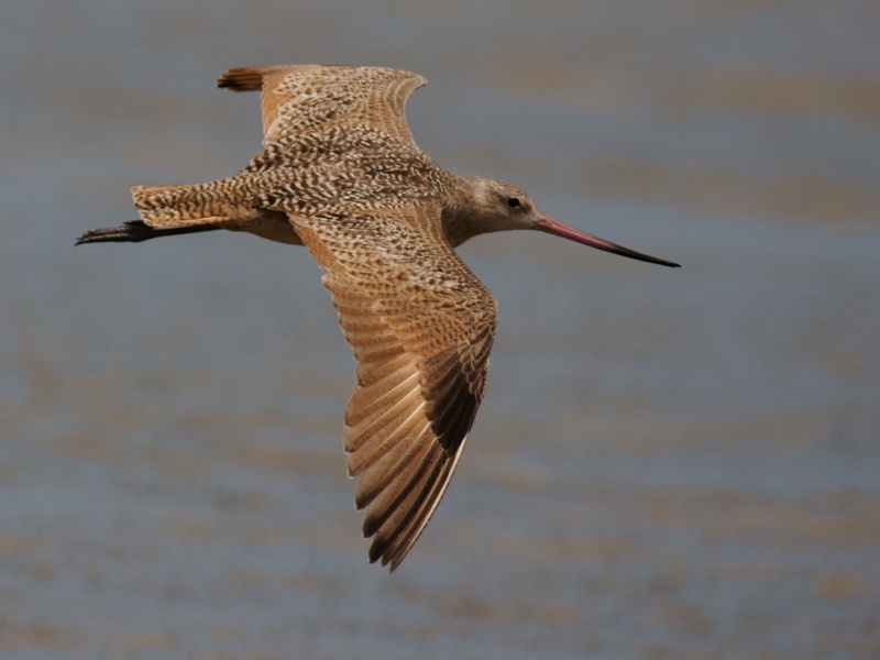 Marbled Godwit in Flight