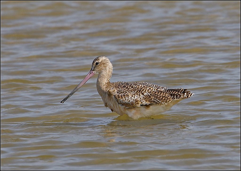 Marbled Godwit