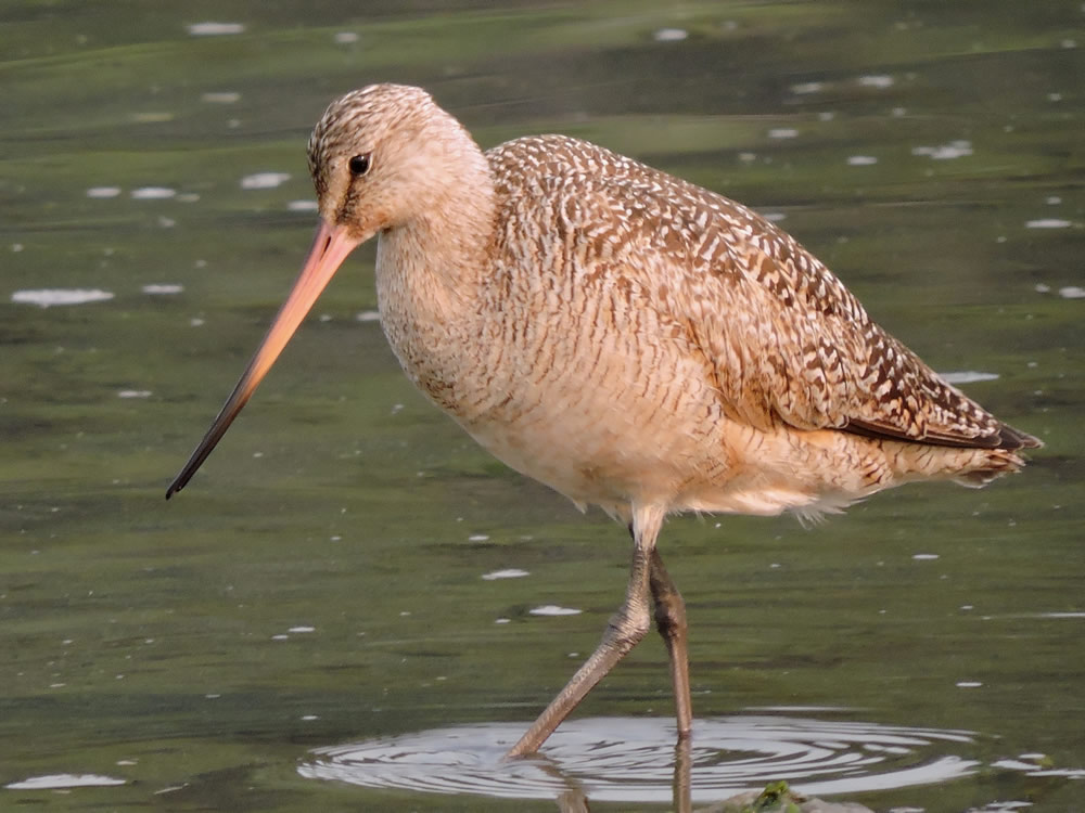 Marbled Godwit