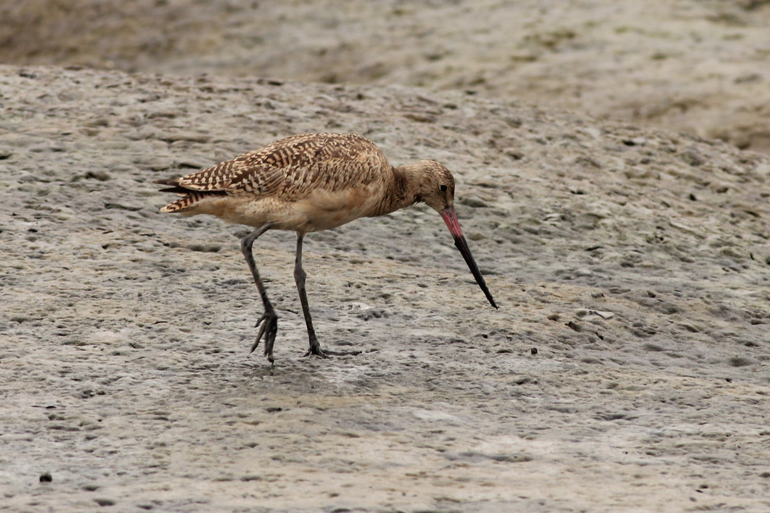 marbled godwit