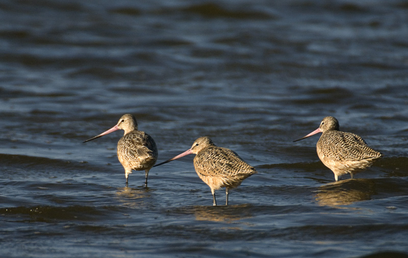 Marbled Godwits