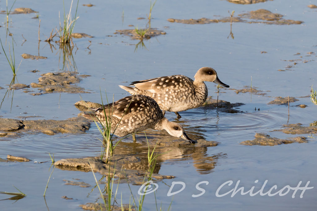Marbled teal from Majorca