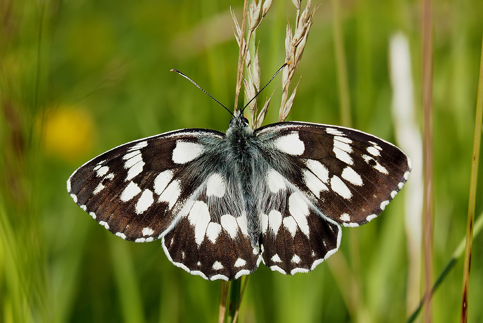 Marbled White