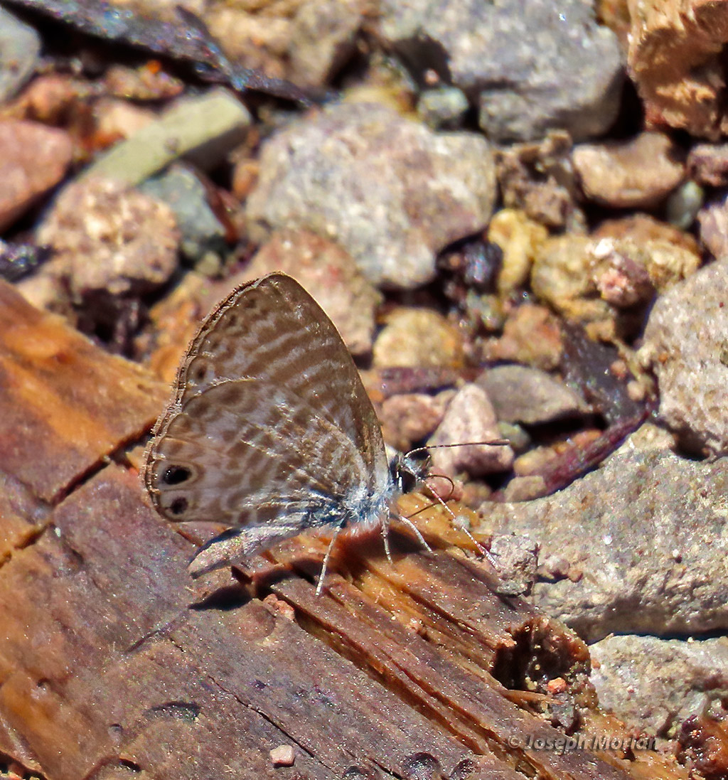 Marine Blue (Leptotes marina)