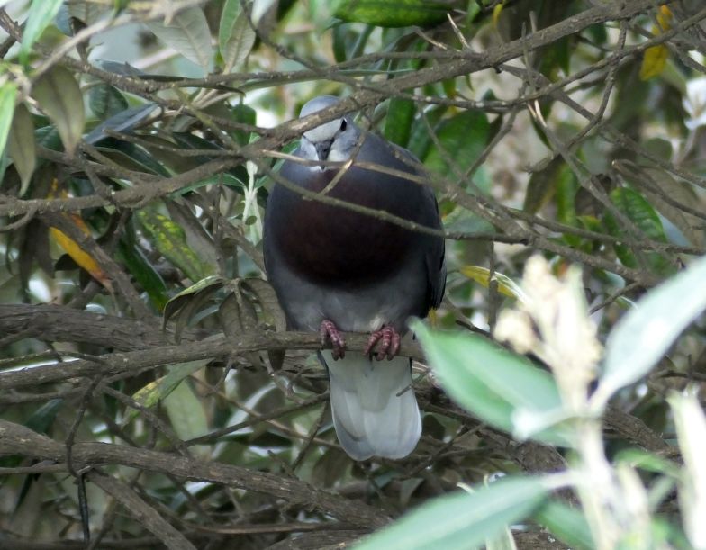 Maroon-chested Ground-Dove