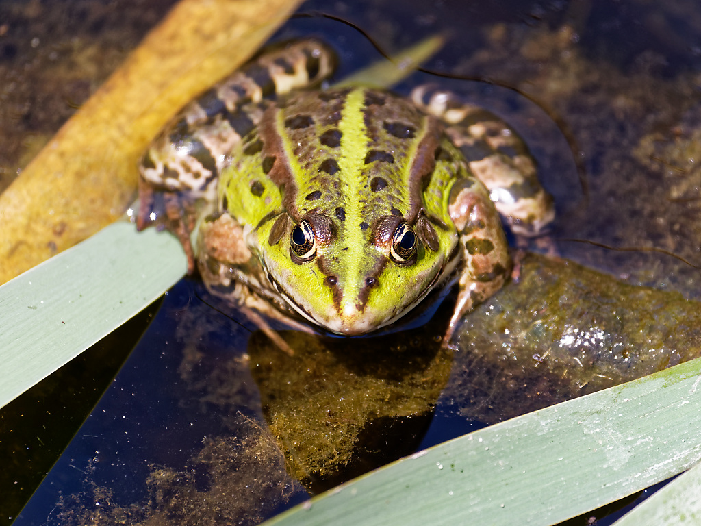 Marsh Frog