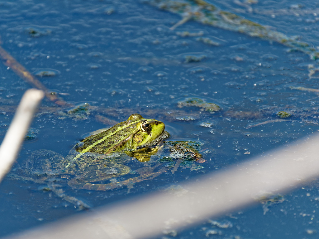 Marsh Frog