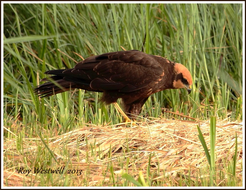 marsh harrier ( juv)