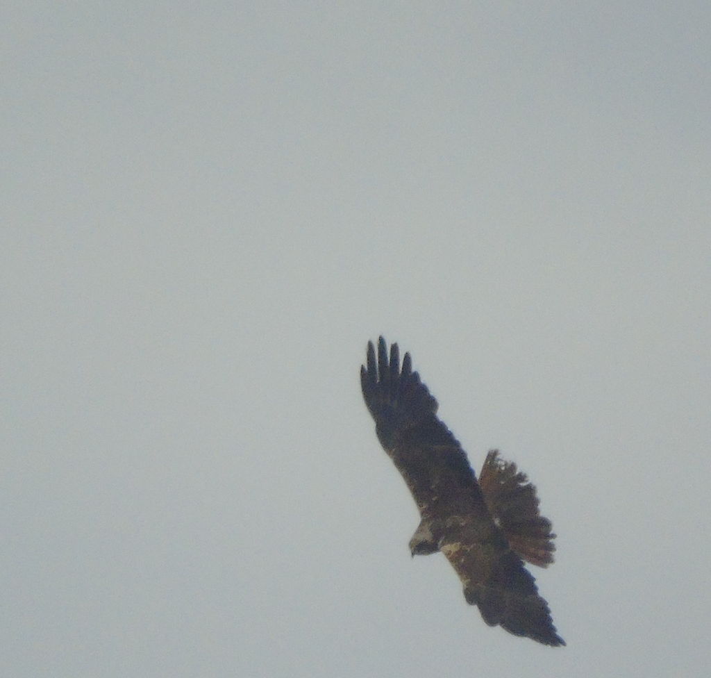 Marsh harrier soaring at Lakenheath Fen