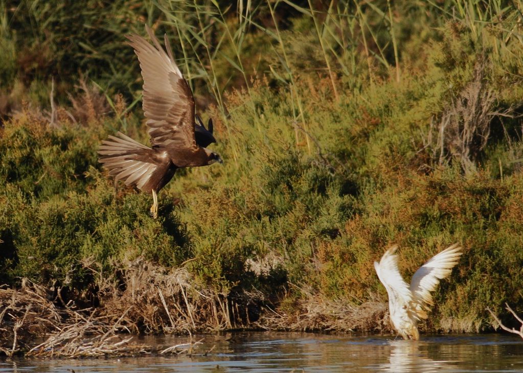Marsh Harrier v Little Egret