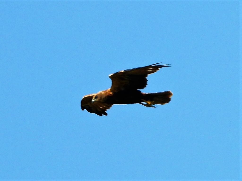 Marsh Harrier