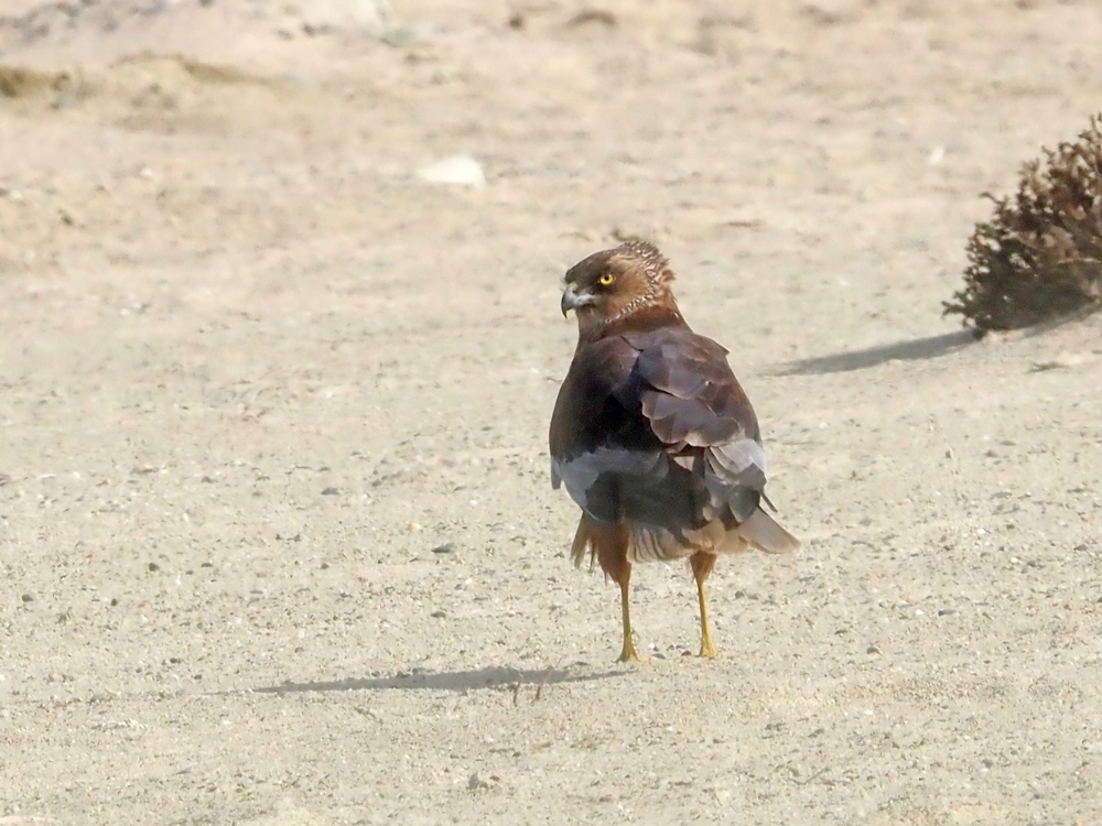 Marsh harrier