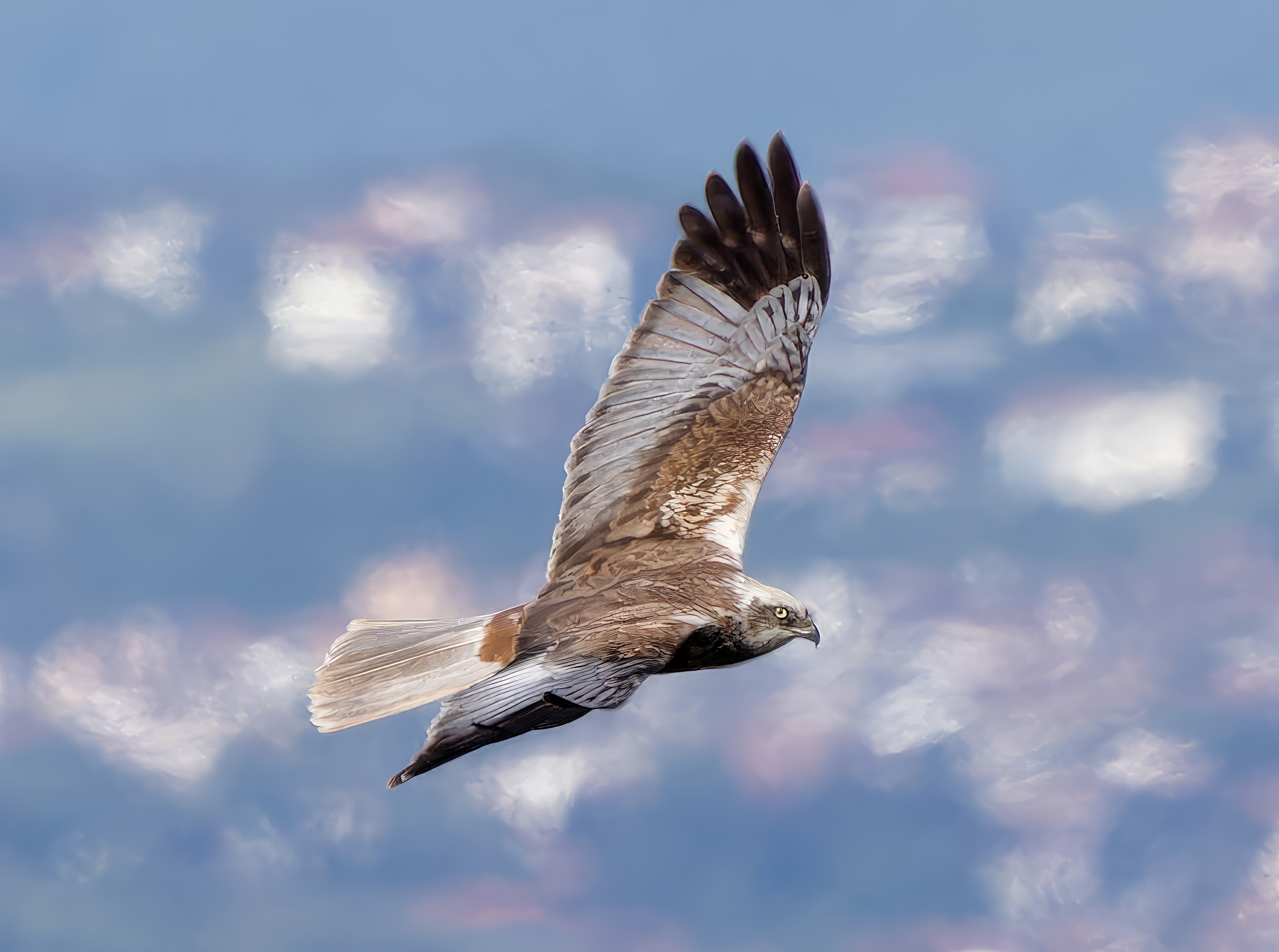 Marsh harrier