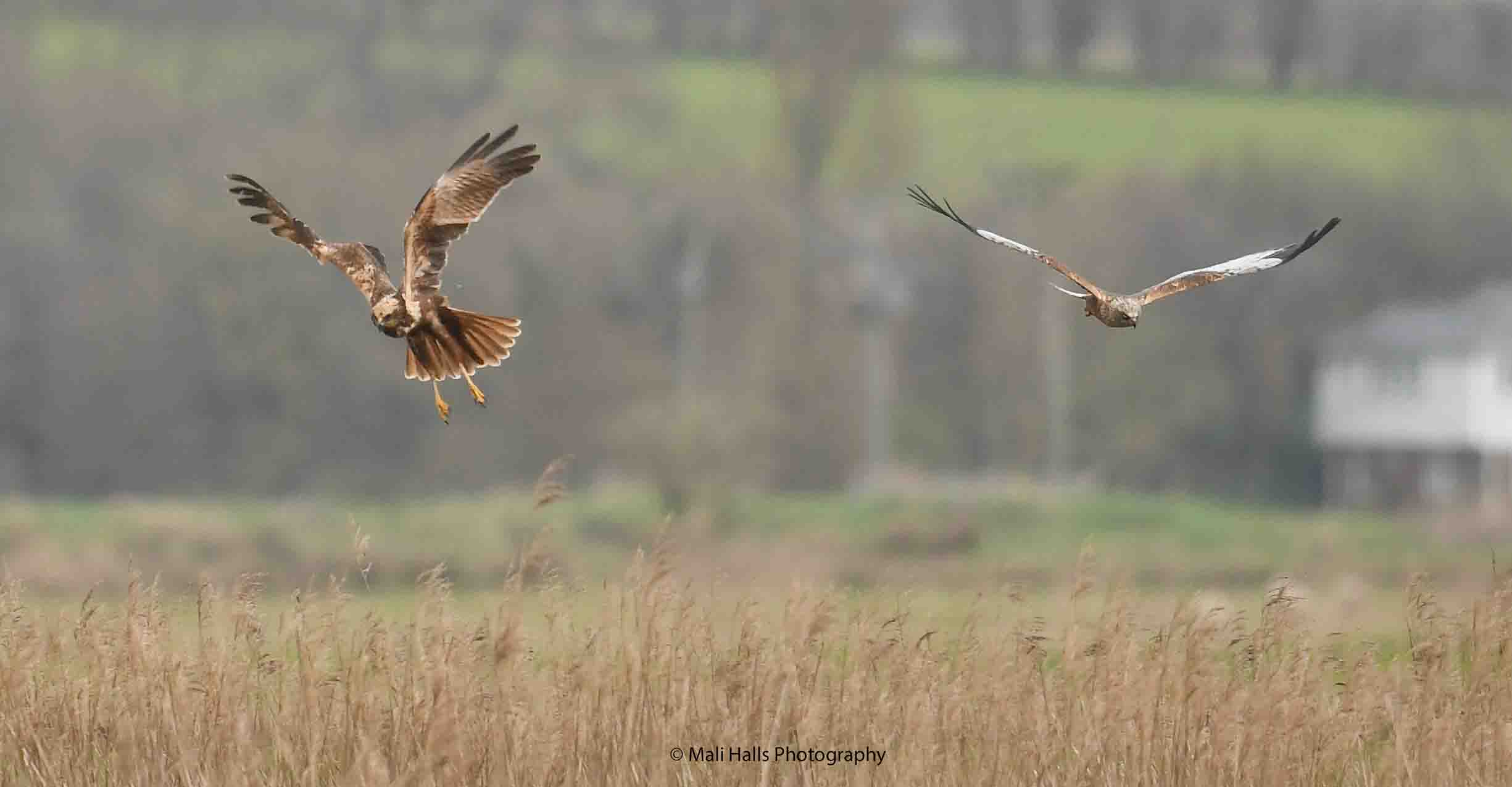 Marsh Harriers 0107.jpg